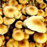 Cubensis Z-Strain/Z-Cube spore prints