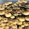 Cubensis Z-Strain spore prints