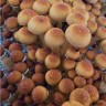 Sterile prints of Cubensis Ecuador