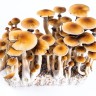 Cubensis Ecuador mushroom prints