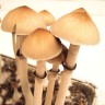 Mushroom spores Cubensis Ecuador