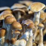 Cubensis Ecuador fungus spores buy