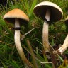 Sterile prints Cubensis F+
