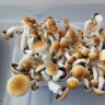 Cubensis F+ spores