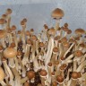 Cubensis F+ spore prints