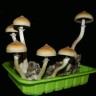 Cubensis Hawaii mushroom spores