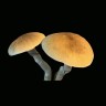 Cubensis Hawaii spore prints are not expensive
