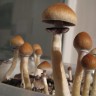 Mushrooms Cubensis Hawaii