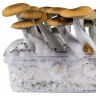 Magic mushrooms Cubensis Hawaii