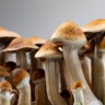 Sterile spore prints of Cubensis Hawaii
