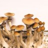Spore prints of Cubensis Hawaii mushrooms