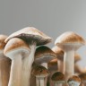 Cubensis Huautla spore prints