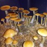 Spore prints of the fungus Cubensis Huautla