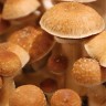 Cubensis Huautla fungus spores