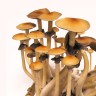 Buy Cubensis mushroom prints Koh Samui