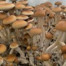 Spore prints of Cubensis Koh Samui