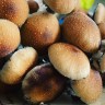 Mushroom spores Cubensis Koh Samui
