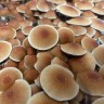 Sterile prints of Cubensis Koh Samui