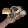 Mushrooms Lizard King