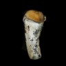 Lizard King mushroom spores