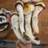 Lizard King mushroom prints